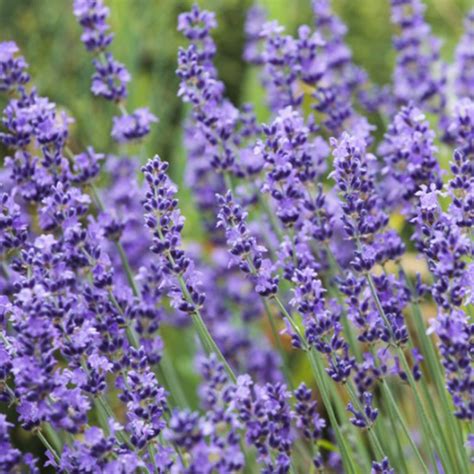 Plantules de lavande dans une pépinière