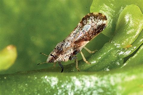 Psylle asiatique des agrumes (Diaphorina citri Kuwayama)