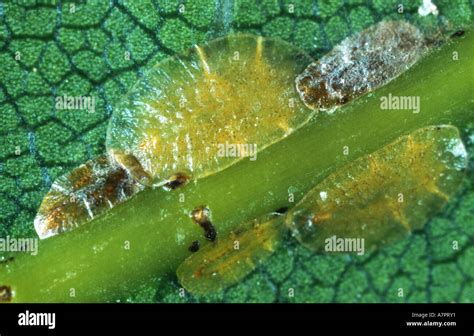 Écaille molle brune (Coccus hesperidum)