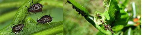 Puceron brun des agrumes (Aphis citricidus)