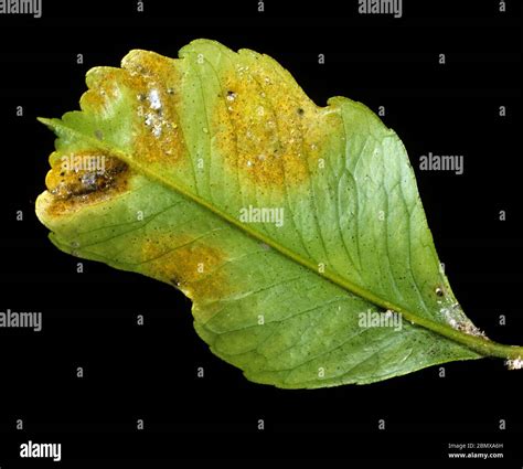 Acarien de la rouille des agrumes (Phyllocoptruta oleivora)