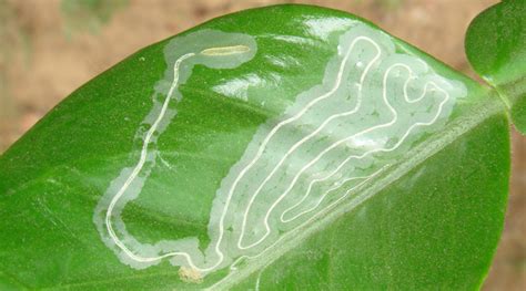 Mineuse des agrumes (Phyllocnistis citrella Stainton)