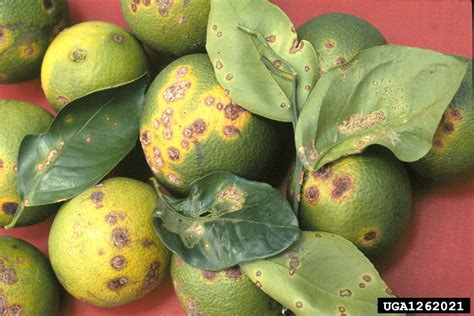 Chancre des agrumes (Xanthomonas citri (ex Hasse 1915) Gabriel et al. 1989)