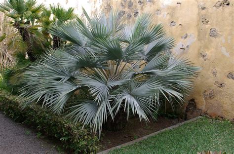 Brahea armata adulte