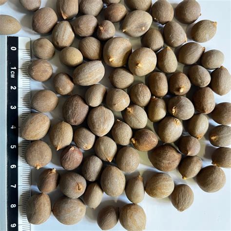 Graines de Brahea armata à différents stades de maturité