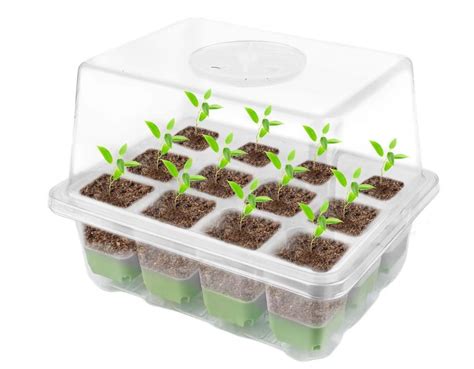 Mini-serre pour semis de palmiers