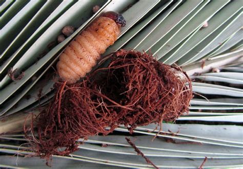 Dégâts du charançon rouge sur un palmier