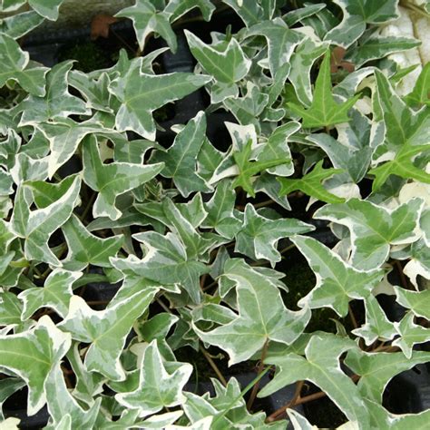 Lierre commun Hedera helix