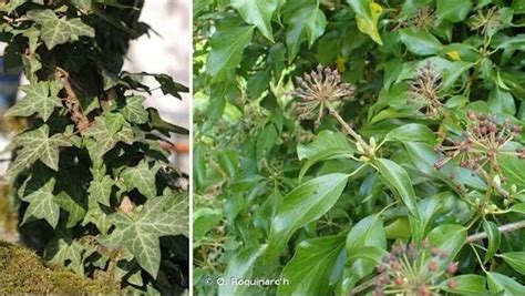Exemple d'hétérophyllie sur le lierre, avec feuilles lobées juvéniles et feuilles entières adultes