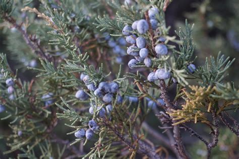 Rameaux de genévrier thurifère avec feuilles imbriquées en écaille