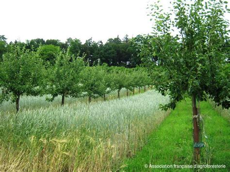 Arbres et cultures en agroforesterie
