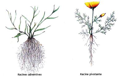 Différence entre racines pivotantes et rhizomes