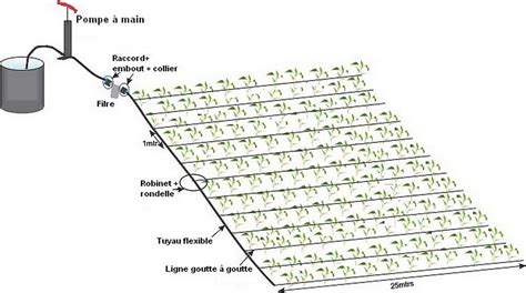 Schéma d'un système d'irrigation goutte-à-goutte enterré pour noisetiers