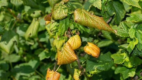 Image illustrant les principaux ravageurs et maladies du noisetier