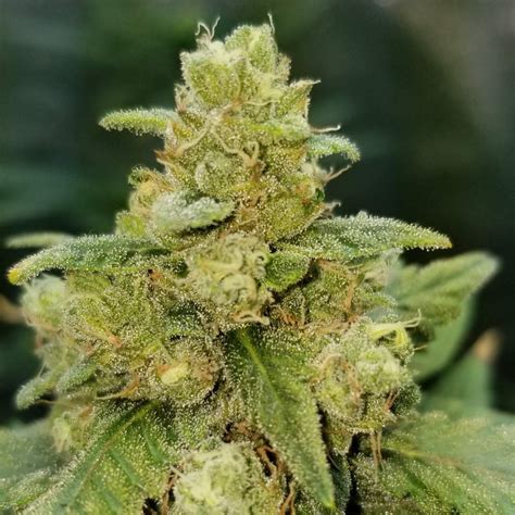Graines et plants de cannabis autofloraison