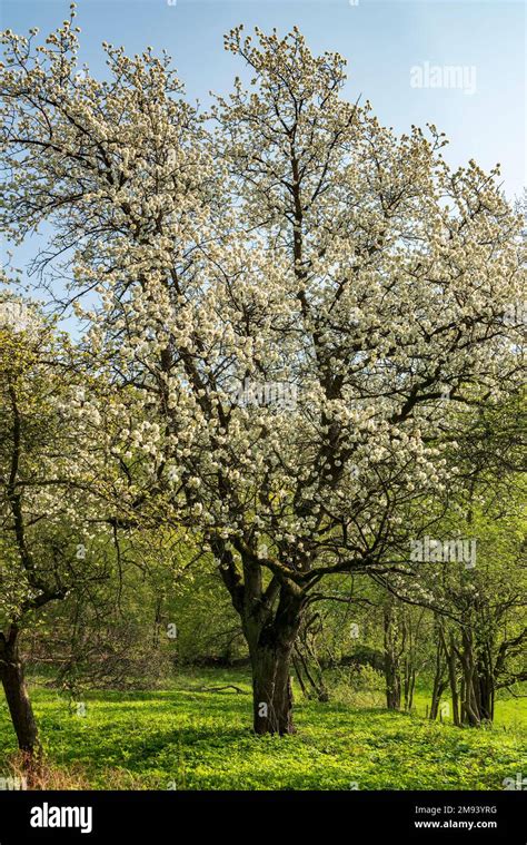Un cerisier en pleine floraison printanière dans un verger traditionnel