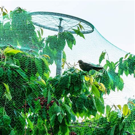 Illustration montrant l'utilisation d'un filet de protection pour éviter que les oiseaux ne mangent les cerises