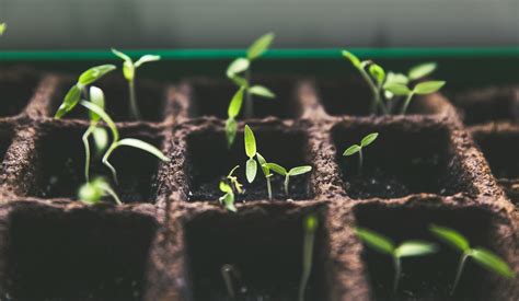 semis de printemps