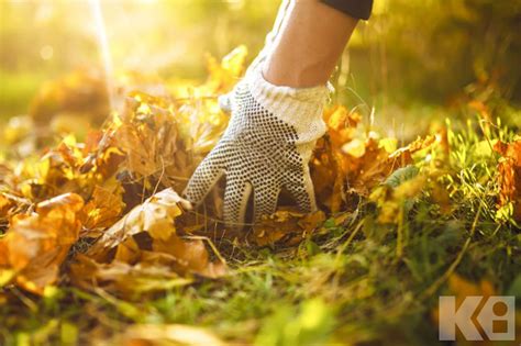 ramassage des feuilles mortes