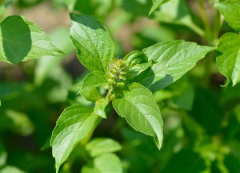 Images de plantes répulsives : basilic, citronnelle, eucalyptus citronné, et citron avec clous de girofle