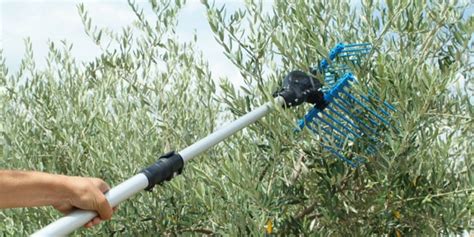 Outils de récolte d'olives manuels