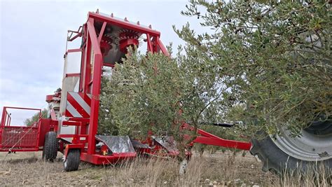 Nacelle de récolte d'olives en action