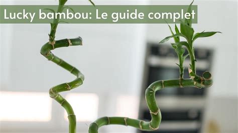 Feuilles de bambou jaunies