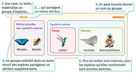 diagramme de classification emboîtée d'animaux (mésange, souris, escargot, crabe vert)