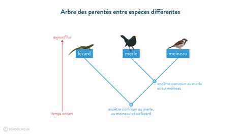 schéma d'un arbre de parenté avec des branches et des points de divergence