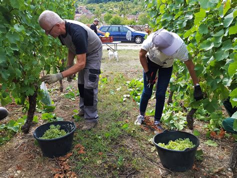 Équipe de saisonniers travaillant dans les vignes