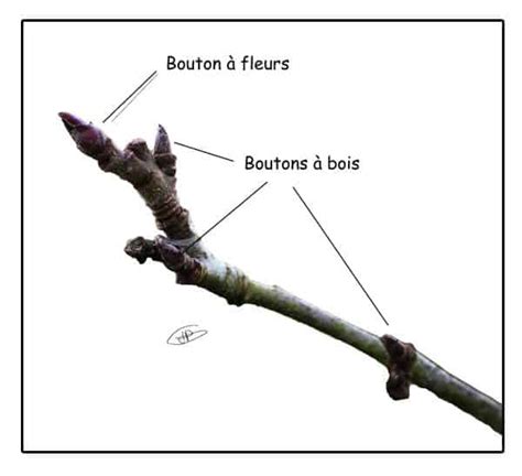 Schéma comparatif des bourgeons à bois et à fleurs d'un abricotier