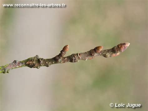 Illustration montrant les effets du gel sur les bourgeons de l'abricotier