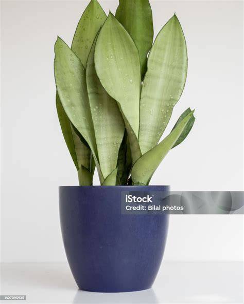 Sansevieria dans un pot