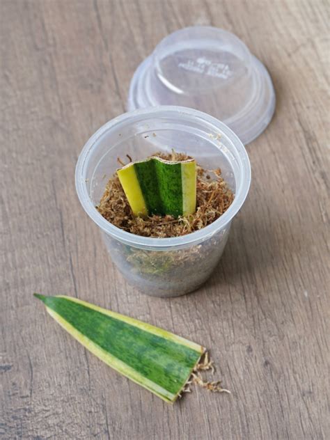 Boutures de Sansevieria dans la sphaigne à l'étouffée