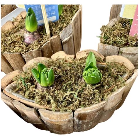 Jeunes pousses de Sansevieria en pot
