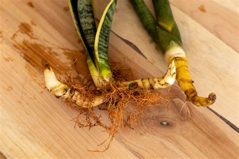Division d'une Sansevieria, montrant les racines et les rejets