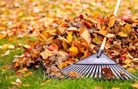 Illustration d'un jardin couvert de feuilles mortes en automne