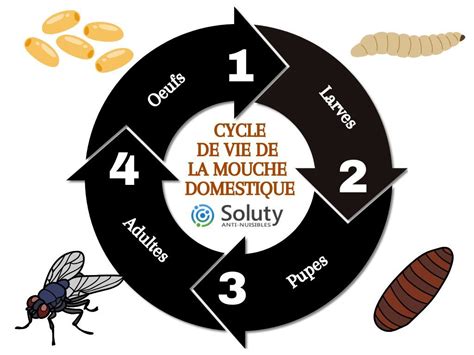 Schéma illustrant le cycle de vie de la mouche noire du figuier et les points d'entrée sur le fruit