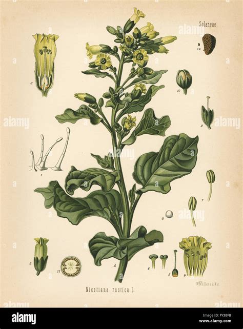 Illustration de Nicotiana rustica