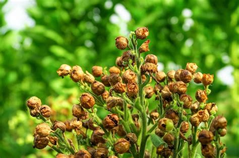 Graines de tabac minuscules