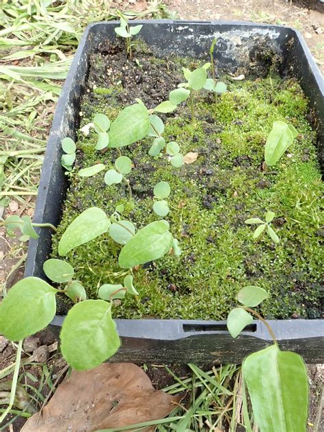 Plantules de tabac en godets