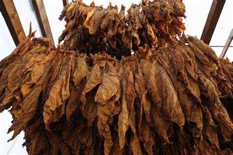 Feuilles de tabac en cours de fermentation dans des bacs