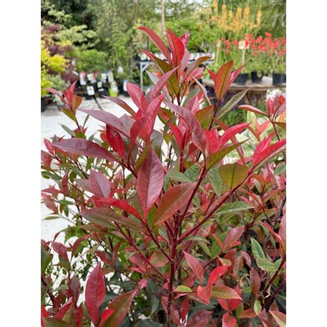Photinia Carré Rouge jeunes pousses
