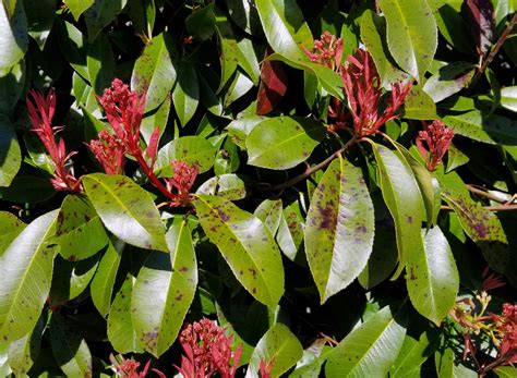 Photinia affecté par la tavelure