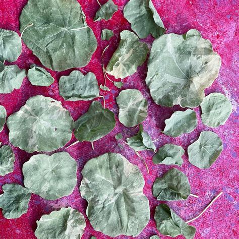 Feuilles de capucine atteintes de mildiou