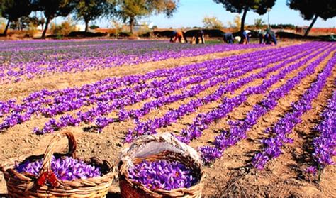 Photo d'un champ de culture de safran en pleine floraison