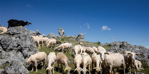 Paysage du Morvan avec un troupeau de brebis