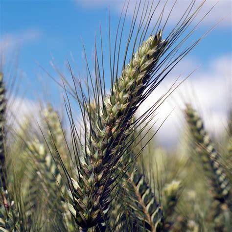 Triticale_plant