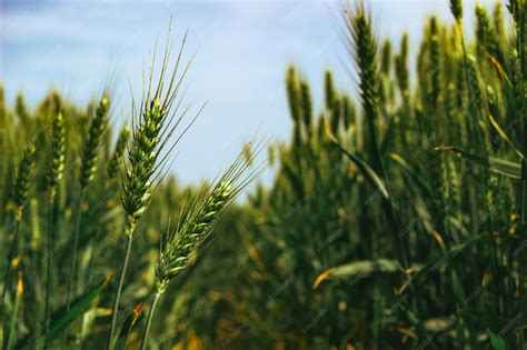 Triticale_field