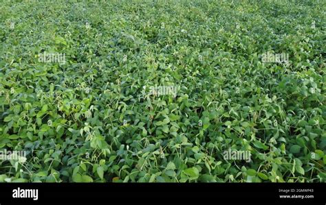 Legume_field